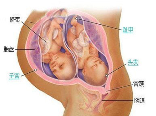 产褥期妇女生殖系统的生理变化 产褥期妇女生殖系统的生理变化包括