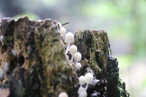 菌类食物中毒怎么办（细菌性食物中毒怎么办）