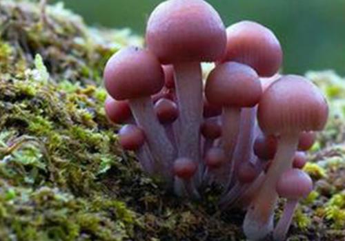 蘑菇中毒的症状 蘑菇中毒的症状和解救