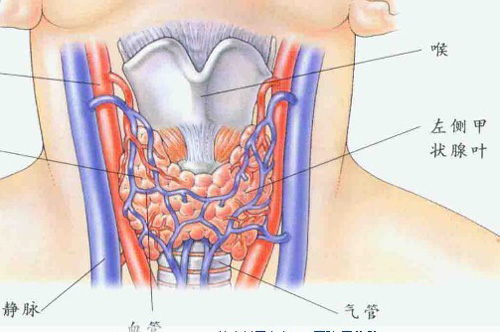 甲状腺癌的早期症状（甲状腺癌的早期症状图片）