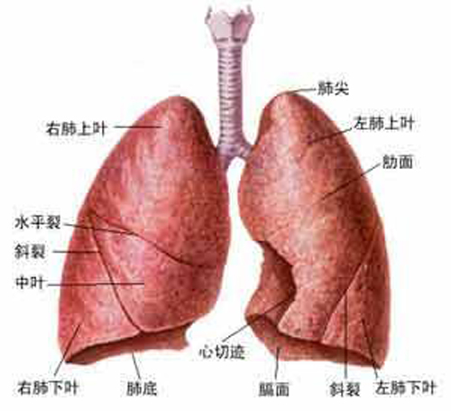 肺部小结节是什么 肺部小结节是什么原因引起的