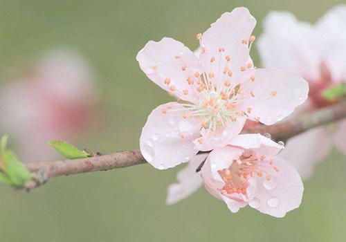 桃花茶治疗便秘吗（桃花泡茶能治便秘吗）