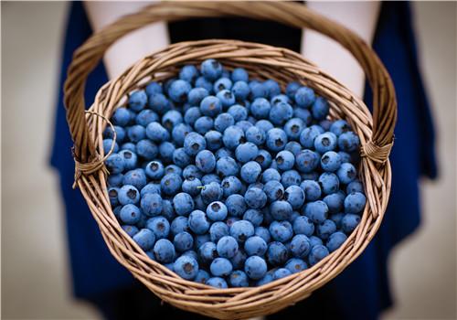 蓝莓吃多了上火吗 蓝莓有什么营养价值