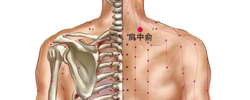 肩中俞的准确位置图和作用（肩中俞的准确位置图和作用及功效）