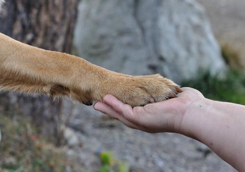 狂犬疫苗多久产生抗体 四针法狂犬疫苗多久产生抗体