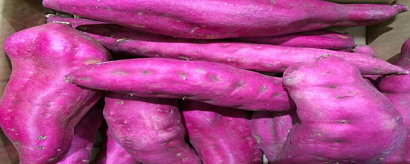 紫薯干吃多了会胖吗 减肥期间吃紫薯干会胖吗