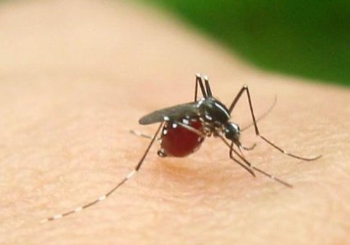 眼睛被蚊子咬了怎么快速消肿 宝宝眼睛被蚊子咬了怎么快速消肿
