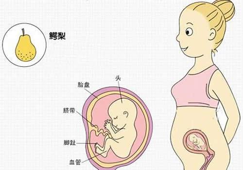 怀孕四个月肚子有多大（怀孕四个月肚子有多大图片欣赏）