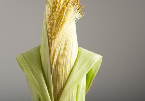 玉米须白茅根可以治疗尿蛋白吗 玉米须白茅根泡水喝的功效