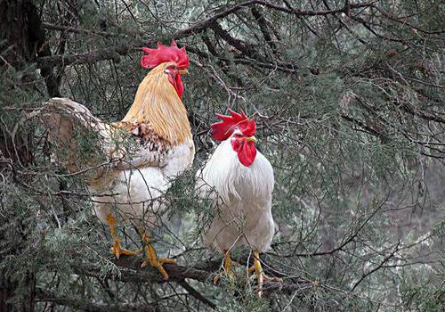 H7N9多少温度可杀死（h7n9得到控制）