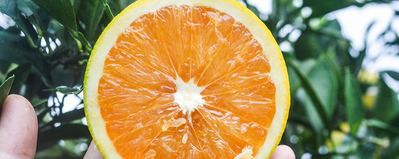 感冒可不可以吃脐橙 感冒为什么不能吃脐橙