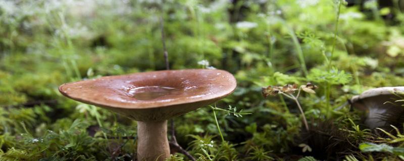 怎样判断蘑菇有毒还是没毒 蘑菇怎么判断有毒没毒