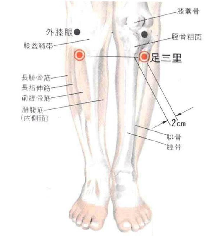 足三里的准确位置图 足三里的准确位置图 图解