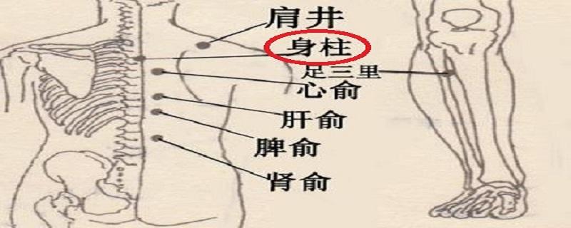 身柱的准确位置图视频（身柱的准确位置图片 图）