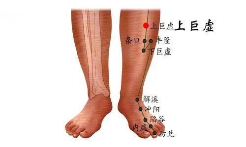 上巨虚的准确位置图 上巨虚的准确位置图和作用按摩方法