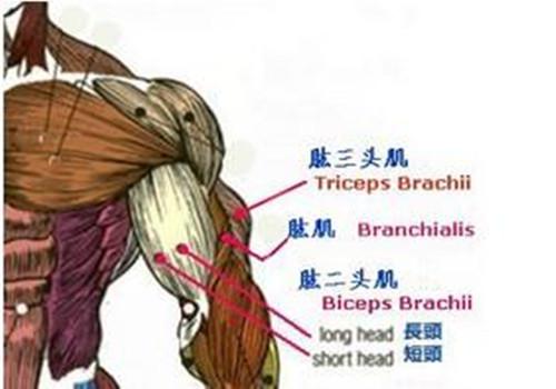 划船器锻炼肌肉示意图 划船器锻炼肌肉示意图教学