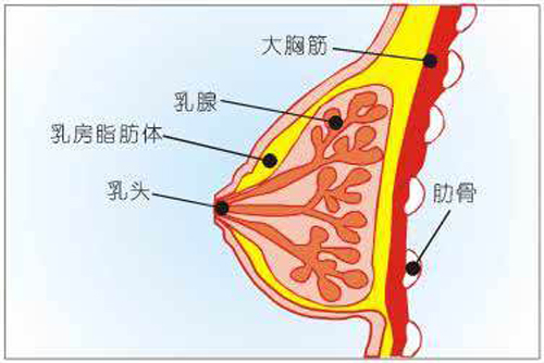 乳腺癌转移能活多久（恶性乳腺癌转移能活多久）