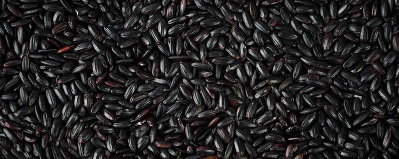 紫米和黑米的区别和营养 紫米和黑米哪个减肥