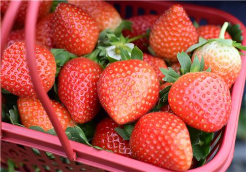 糖尿病可以吃草莓吗（妊娠期糖尿病可以吃草莓吗）