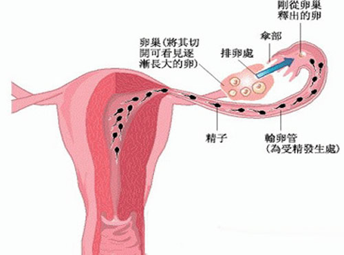 输卵管堵塞还能排卵吗 输卵管堵塞还能排卵吗?