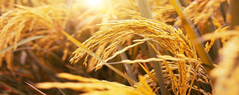浮小麦和小麦是一种吗 浮小麦和小麦的区别