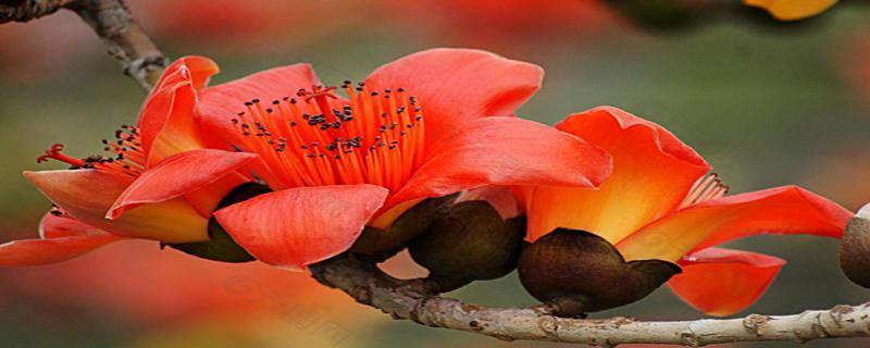 木棉花煲什么祛湿（木棉花煲什么祛湿汤）