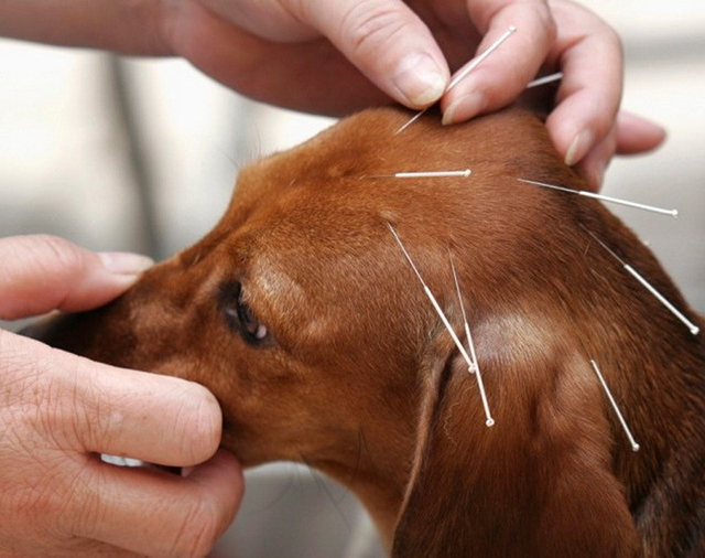 动物针灸或成治疗狗狗关节炎的一大利器