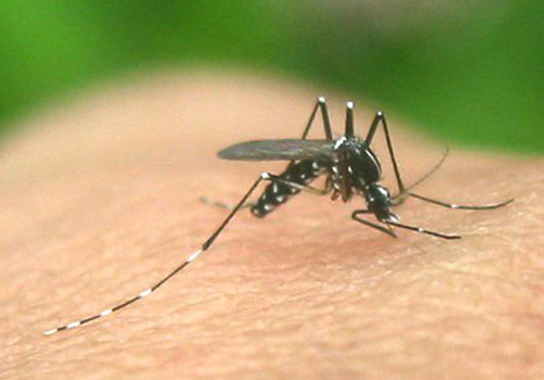 疟疾是什么病能治好吗 疟疾可以治好吗?
