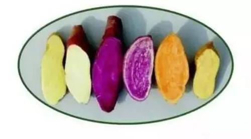红薯白薯紫薯的功效 红薯白薯紫薯的吃法