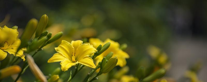 黄花菜的心为什么要抽出来 黄花菜一定要去花蕊吗