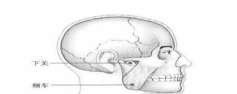 颊车的准确位置图视频 颊车的准确位置及作用视频