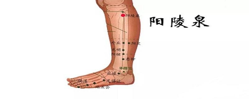 阳陵泉的准确位置视频 阳陵泉的准确位置及视频