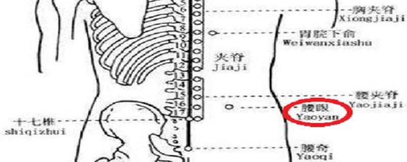 腰眼的准确位置图片（腰眼的准确位置图片视频）