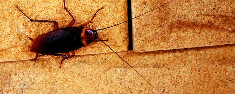 如何灭蟑螂最有效 怎么灭蟑螂有效