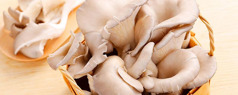 减肥期间可以吃蘑菇吗 减肥期间可以吃蘑菇吗会长胖吗