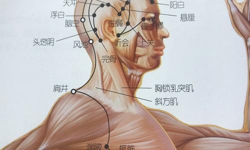 头窍阴的准确位置图片 头窍阴准确位置图和作用的准确位置图片