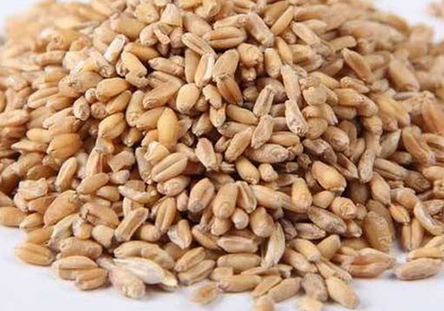 浮小麦的营养价值