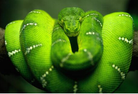 蛇咬伤后，残留DNA可鉴别毒蛇种类 被毒蛇咬伤不确定蛇的种类
