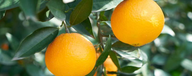 盐蒸橙子可以用冰糖橙吗 冰糖蒸橙子和盐蒸橙子的功效
