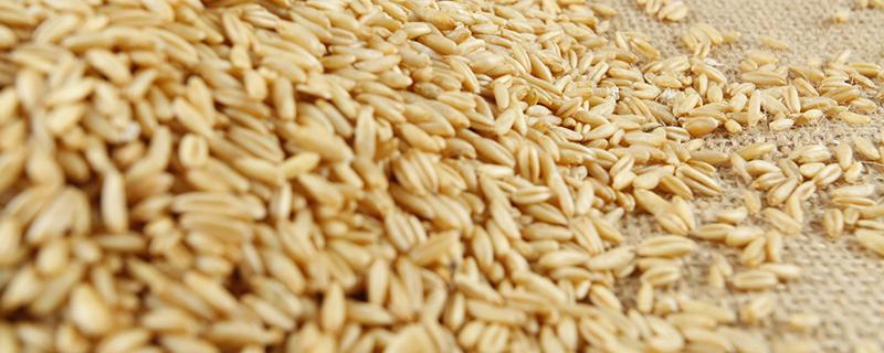 浮小麦有什么作用与功效 浮小麦有哪些食用方法