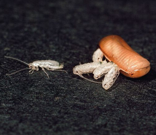 蟑螂怕什么 蟑螂怕什么气味家里应该放什么