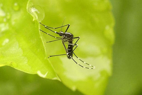 以毒攻毒，蚊子寄生菌能防治蚊子传播疟疾和登革热