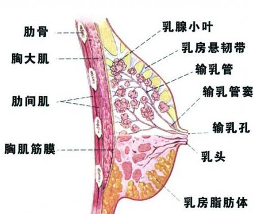 乳房小叶增生能喝豆浆吗 乳腺增生可以多喝豆浆