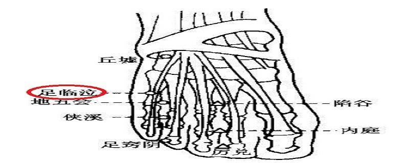 足临泣的具体位置 足临泣的位置在哪里