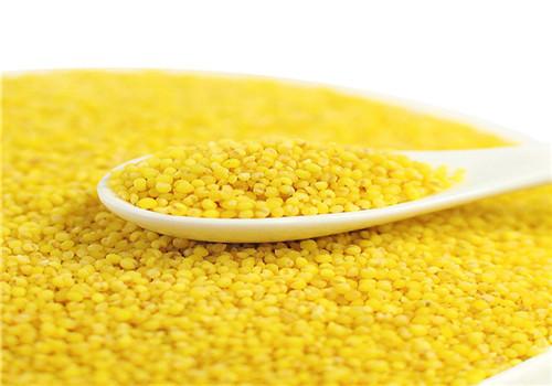 小黄米的功效与作用 小黄米的功效与作用及食用方法