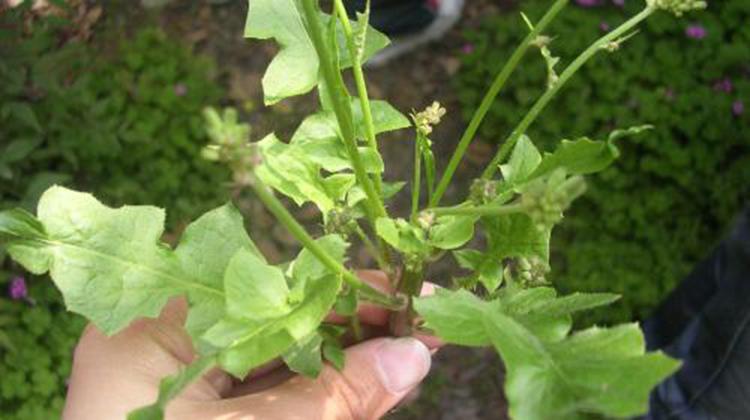 苦荬菜的功效与作用 苦荬菜的功效作用与禁忌