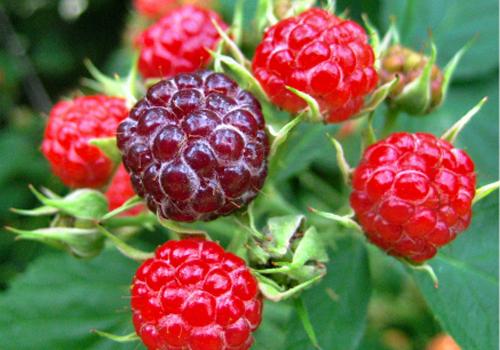 山莓的营养价值 山莓的营养价值与功效