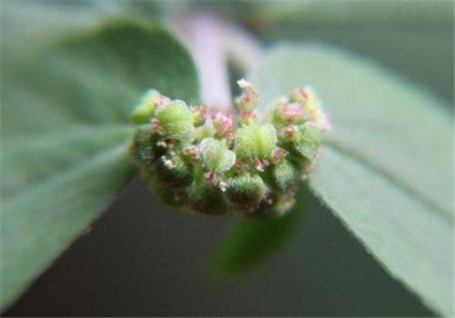 大飞扬草的功效与作用 大飞扬草的功效与作用图片百度百科