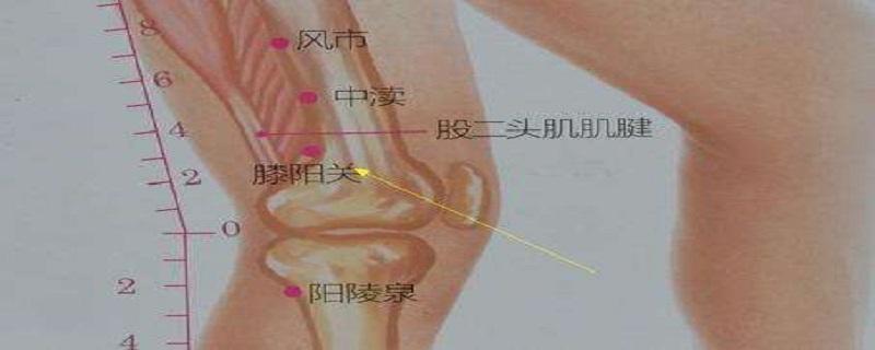 膝阳关是什么意思 膝阳关的准确位置图片及作用