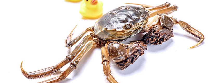 螃蟹什么时候最肥最好吃（螃蟹啥时间最肥）